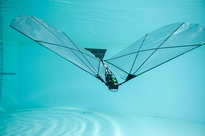 Der Roboter bewegt sich mit schlagenden Flügeln unter Wasser und kann anschliessend wieder in die Luft starten. | © EPFL / R. Zufferey